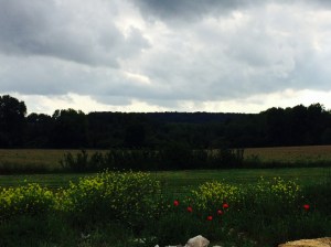 bulutulu gelincikler